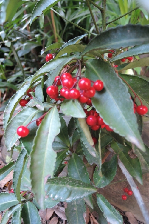 DSCN4199.jpg